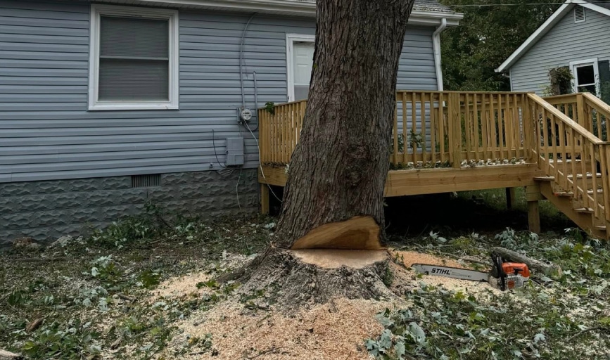 Tree Removal